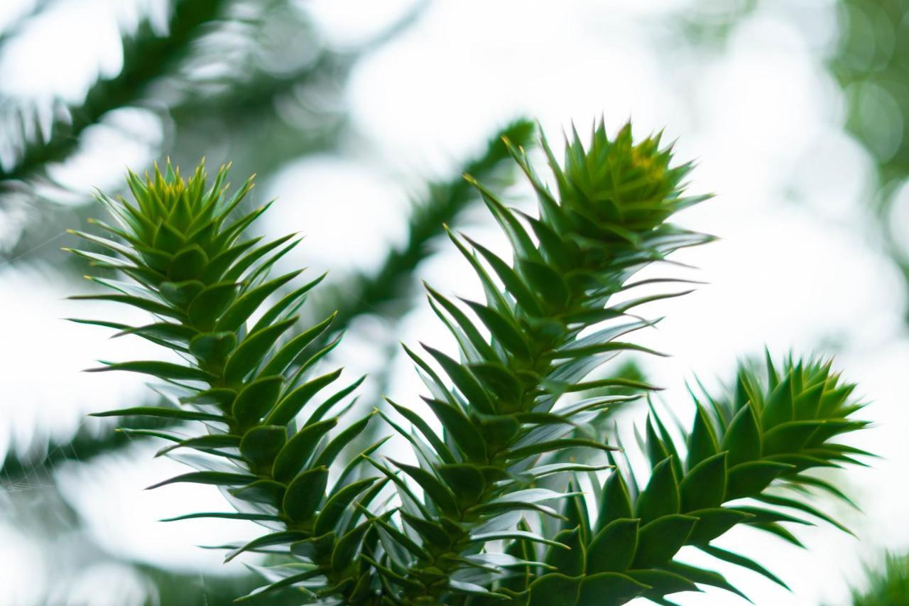 Le Gite Araucaria Le Tilleul Exterior photo